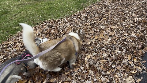 Huskies Kendall and Indy play in the leaves