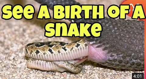 see a birth of a snake