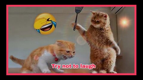 Funny Dogs and Cats Videos 2024 Best Funniest Animal Videos of the week # 16