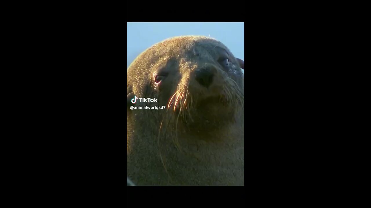seal