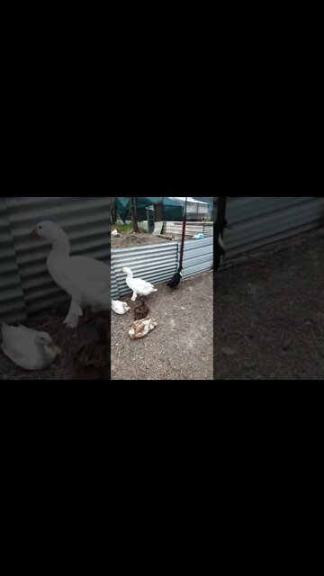 Gander and Duck best friends