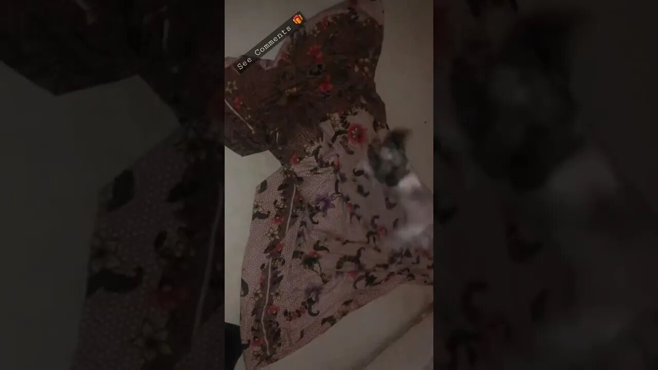 My shih tzu playing with a ghost blanket