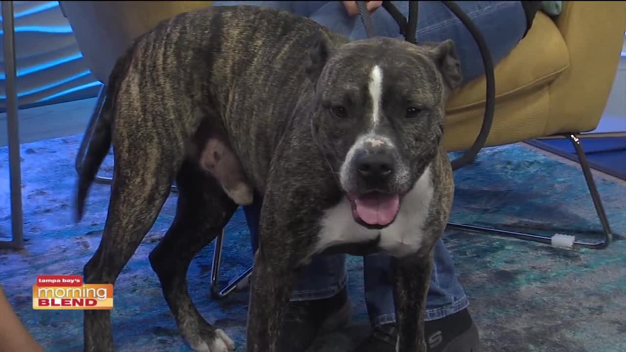 PASCO ANIMAL SERVICES | MORNING BLEND