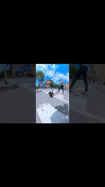 lectured by a dachshund