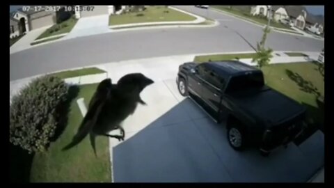 Bird Matching Camera Frames