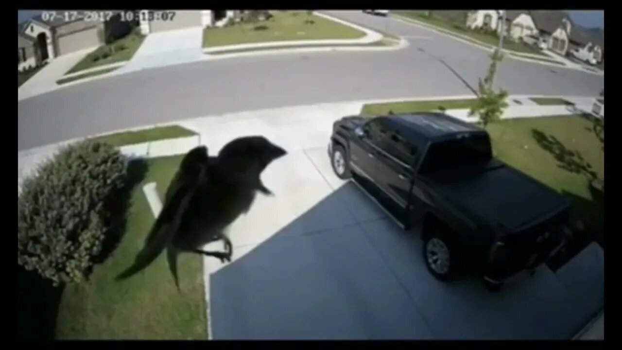 Bird Matching Camera Frames