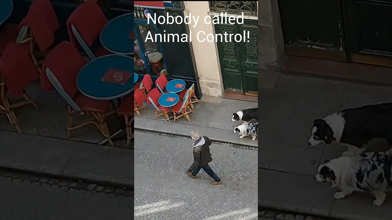 How They Walk Their Dogs in Paris