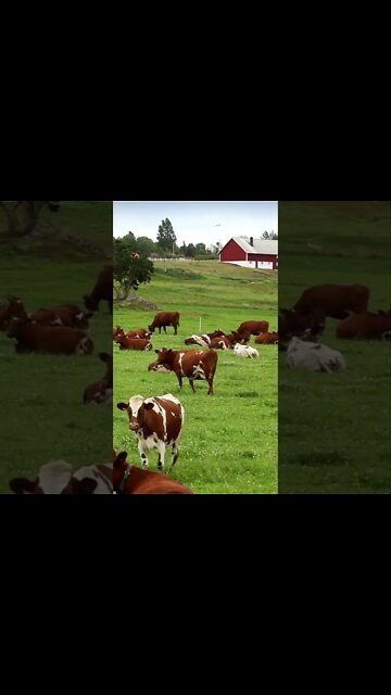 Cow Sounds #Shorts 🌳