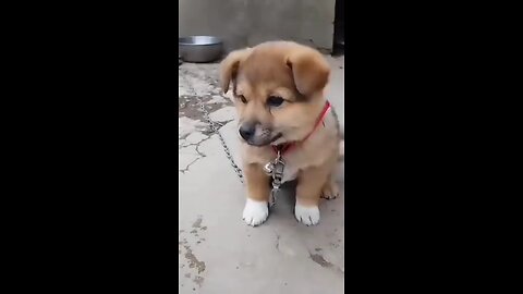 #funnyvideo #cat #dog #funnycat #comedy