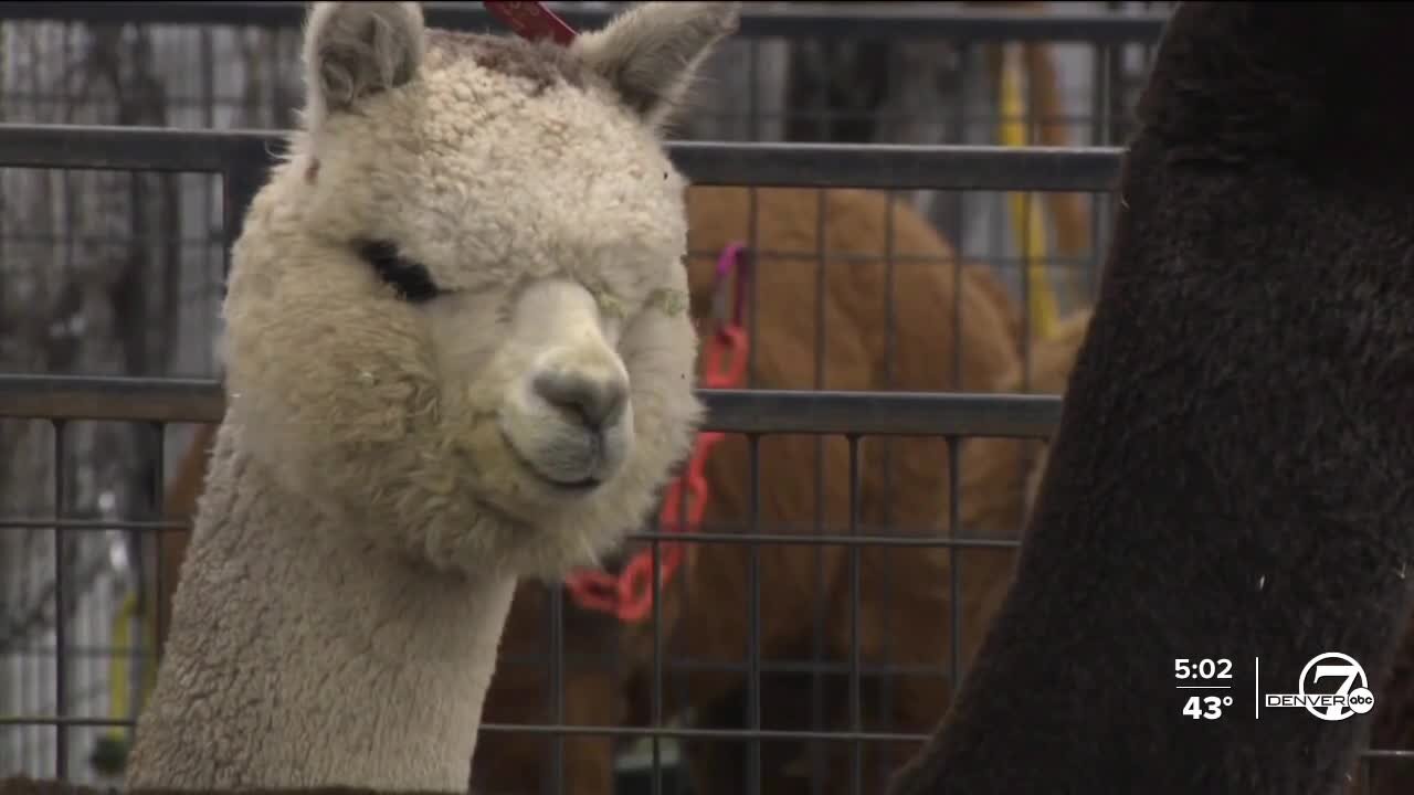 117th National Western Stock Show kicks off in Denver