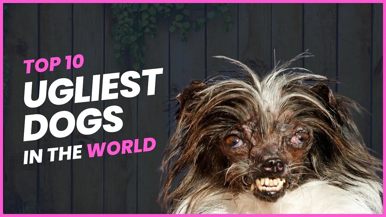 Top 10 ugliest dogs in the world