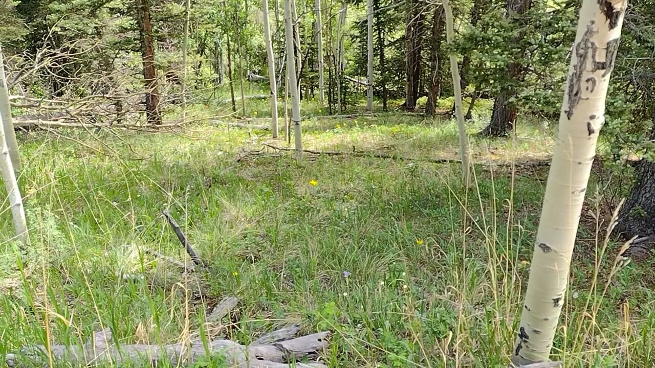 Rampart Reservoir trail woodlands