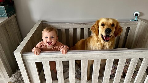 Golden Retriever Follows Adorable Baby Boy Everywhere! (Cutest Ever!!)