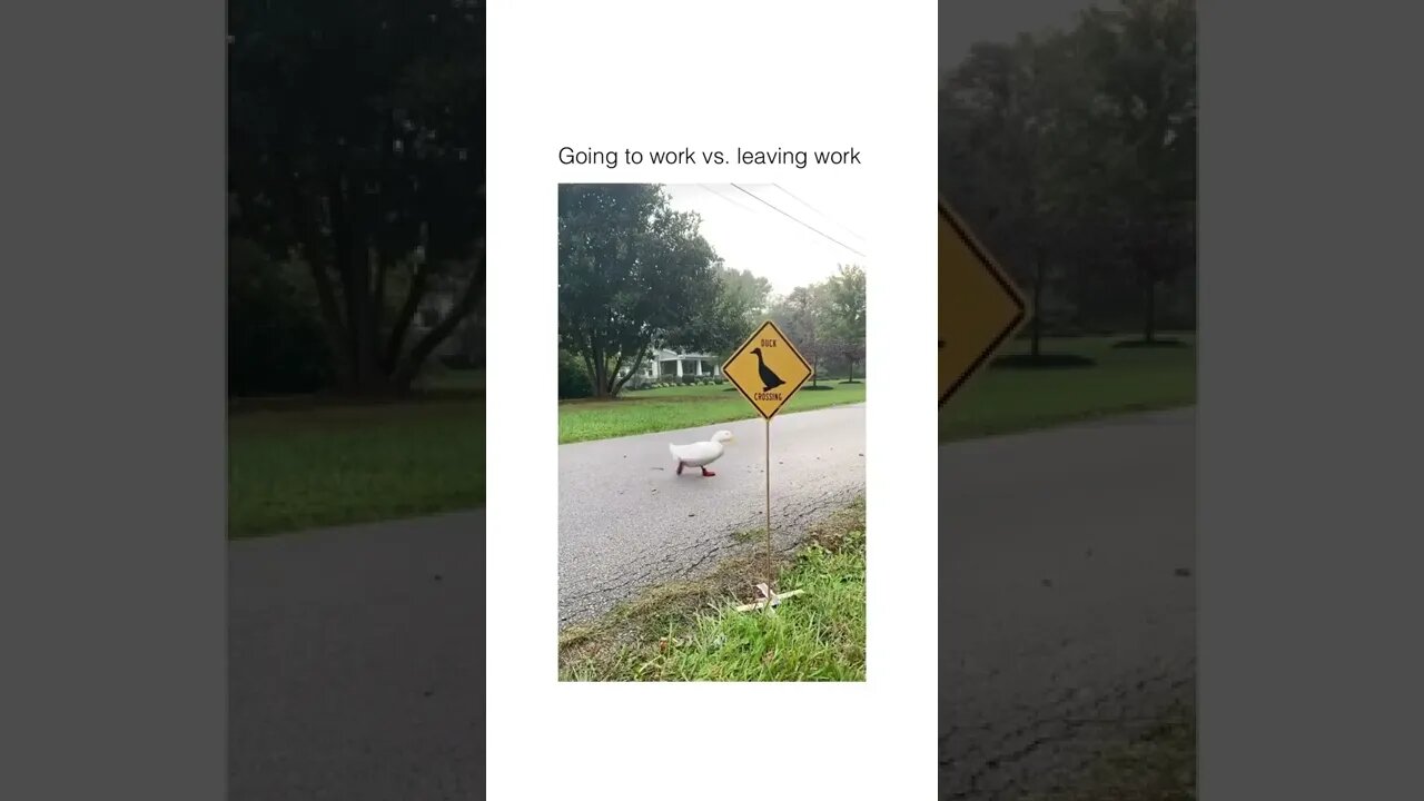 Bap bap bap 😂😂 #shorts #fyp #shortsvideo #funny #fy #notmine #duck