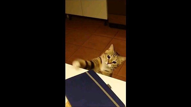 Funny cat