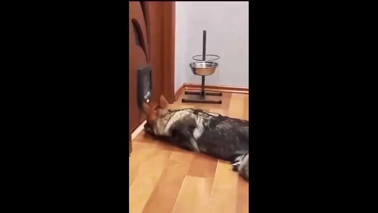 cats and dogs funny video🤣❣️#cat#dog#funny#cute