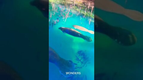 Fishes 🐟🐬 in sea water#fishes #seacreatures #beautiful#wow #wonders#shorts#aquarium