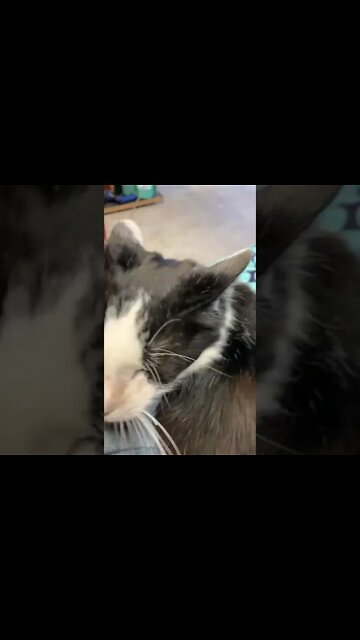 Shop cat Chronicles- I guess he’s my podcast cohost… #Shorts #Knives #ShopCat￼