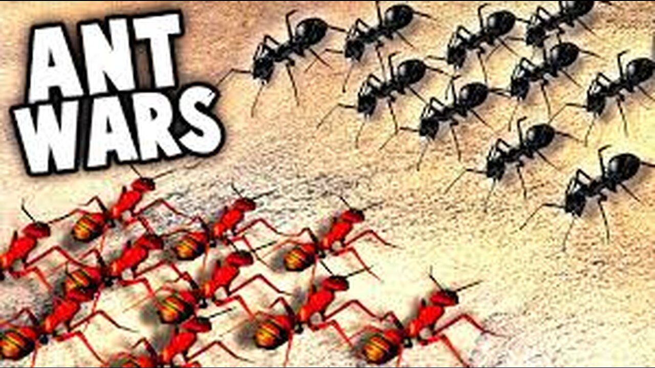 black ants vs red ants war