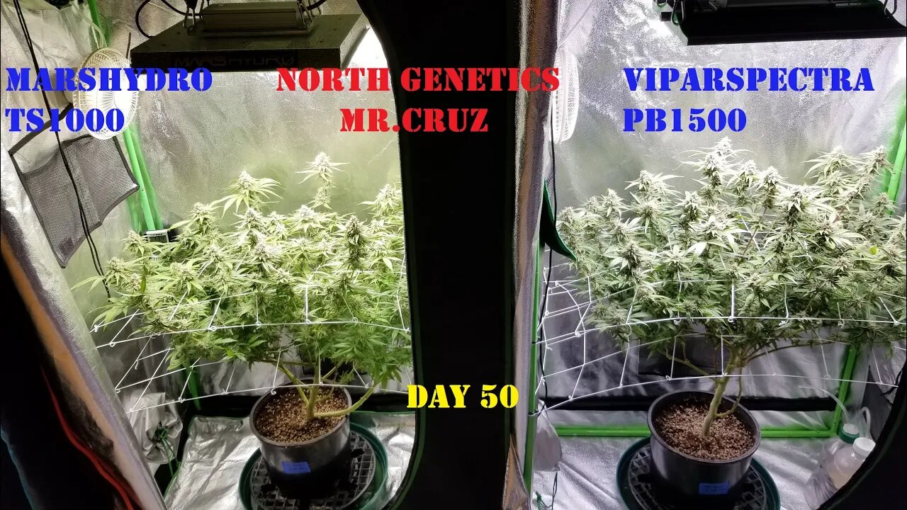 "APPLES TO APPLES? SIDE BY EACH" ep 7 Day 50 North Genetics Mr.Cruz 👽 Mars TS1000 Viparspectra P1500