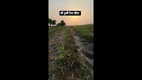 ਬਹੁਤ ਨੁਕਸਾਨ ਕੀਤਾ ਮਸ਼ੀਨ ਨੇ 😔😔🌾🌾