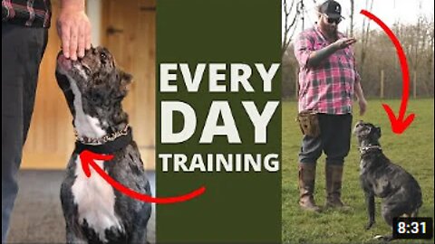 BEST 5 Dog Training Exercises You Should Do EVERY DAY At Home!