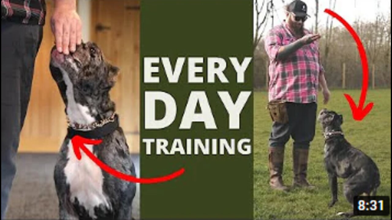 BEST 5 Dog Training Exercises You Should Do EVERY DAY At Home!