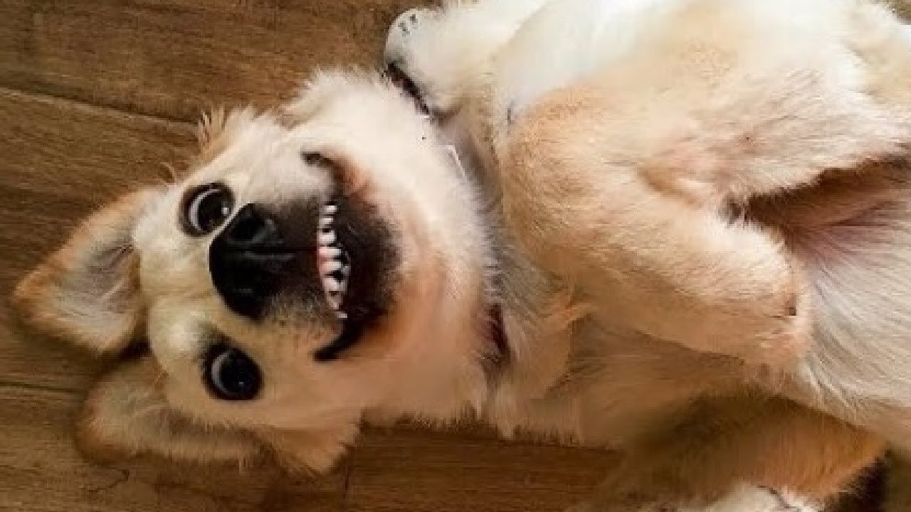 Funny animals - Funny cats dogs - Funny animal videos #