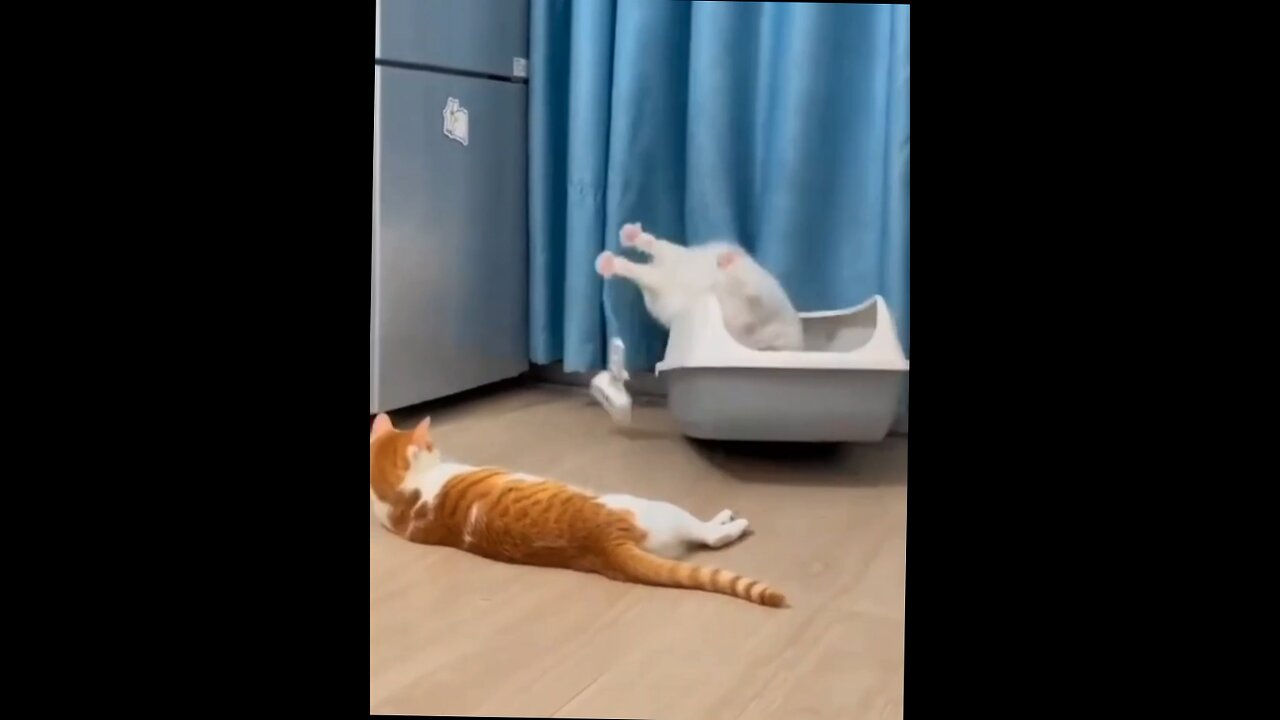 cat has shock of a lifetime while pooping