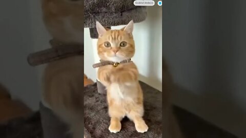 cute cat videos 😹 funny videos 😂 💗