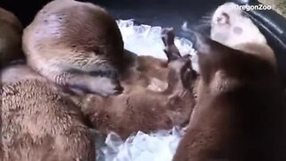 Oregon Zoo river otters find way to beat the heat