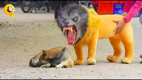 Funny prank to dog | fake lion