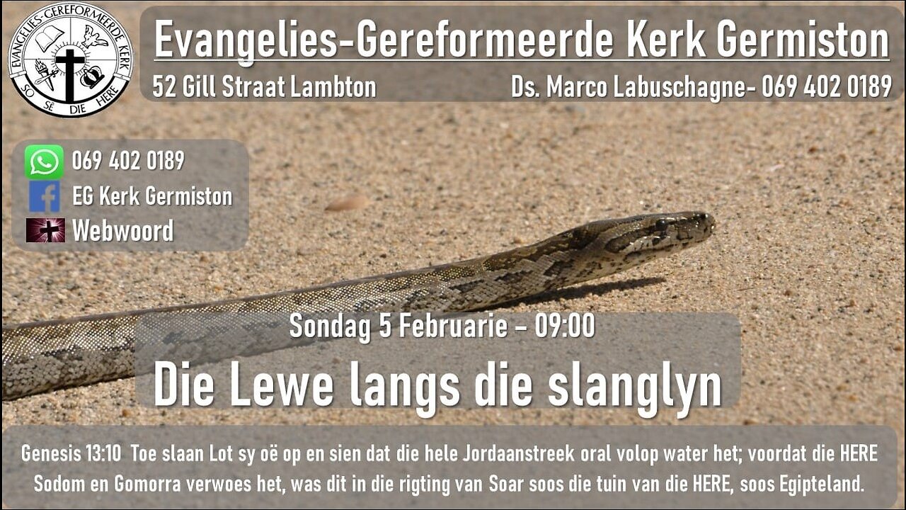 Die Lewe langs die slaglyn