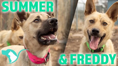 Freddy and Summer | Adoption Focus