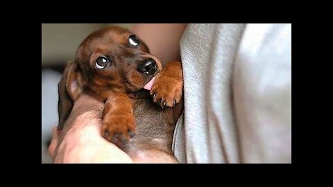 Cute baby pets