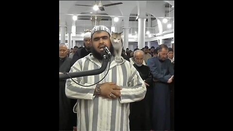 A cat plays with the imam during prayer