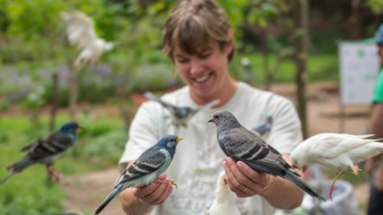 Watch these amazing birds take flight in their new aviary home.