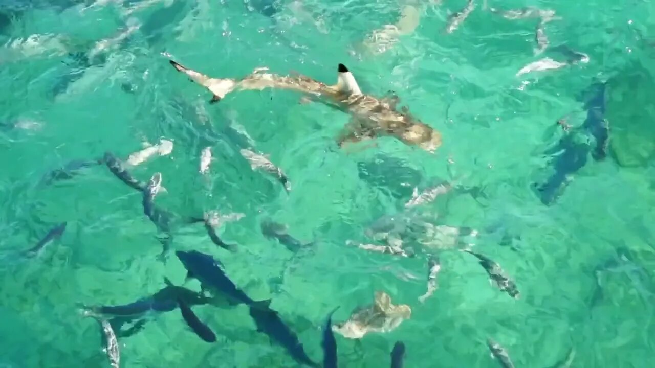 Maldives reef fish and shark swimming together for fish feeding activity at resort crystal clear oce