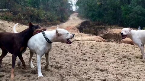 Dogos and Dobermans Go Crazy at “Church”