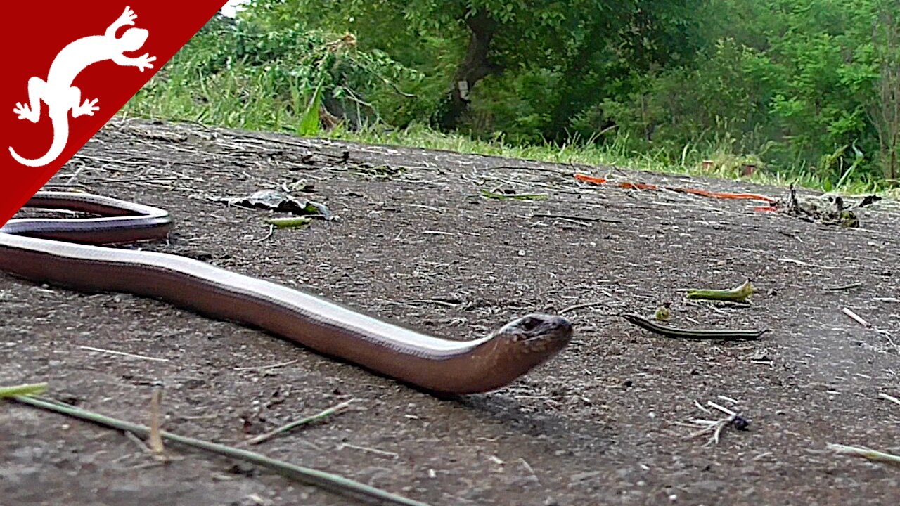 Legless lizard - Anguis fragilis - Slowworm