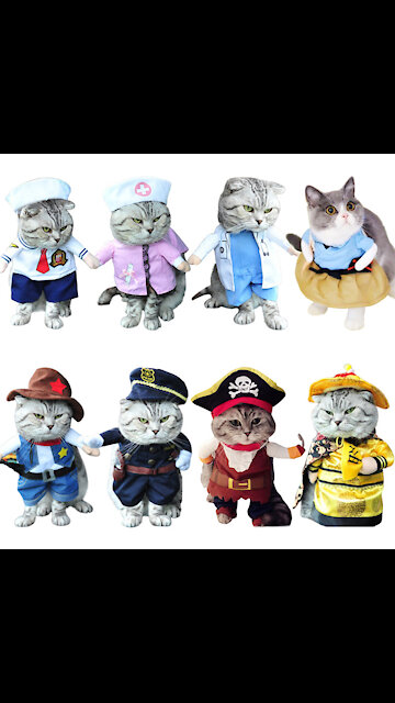 Clothes for cats. #Shorts