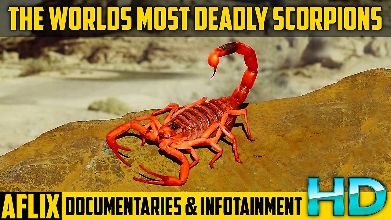 The Worlds Most Deadly Scorpions - Documentary