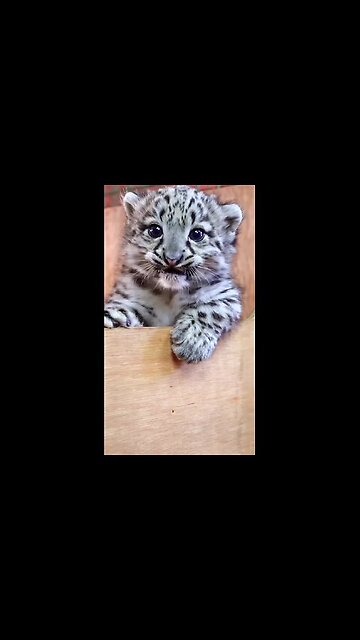 Just listen to how this ferocious predator growls