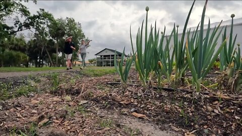 Tampa's Fat Beet Farm offers healthiness and deliciousness in equal measure