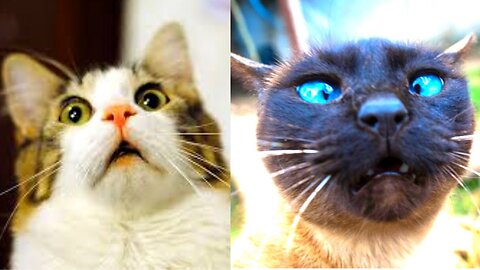 🐱 Funny pets compilation, funny cat try not to laugh 🐶