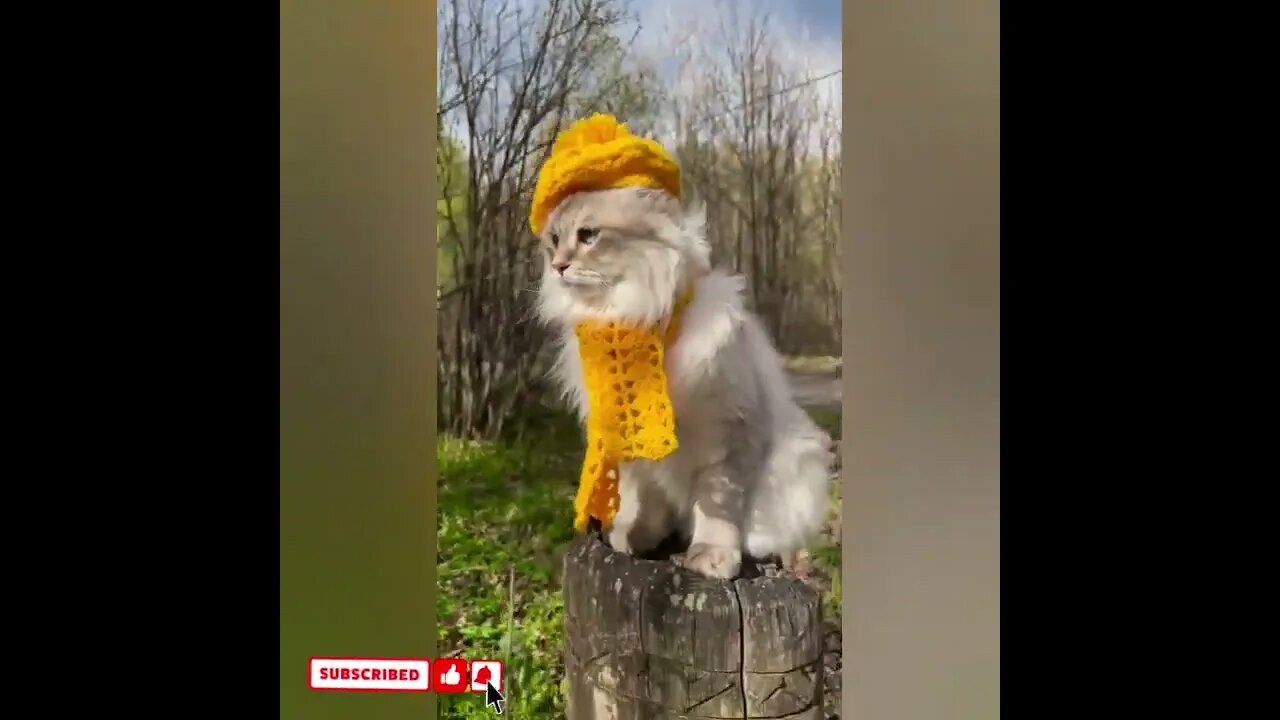 cute cat videos 😹 funny videos 😂1696