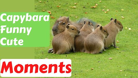 Ultimate FUNNY & CUTE BABY CAPYBARAS | compilation videos #5