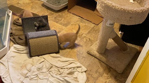 Kittens playtime