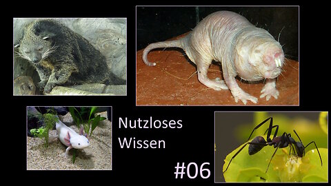 Nutzloses Wissen für Zwischendurch – 06 – Tiere