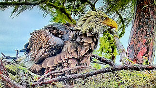 0:03 / 1:23:02 1+ Hour Amazing Uncut Footage of Bald Eagles Enduring Hurricane Ian